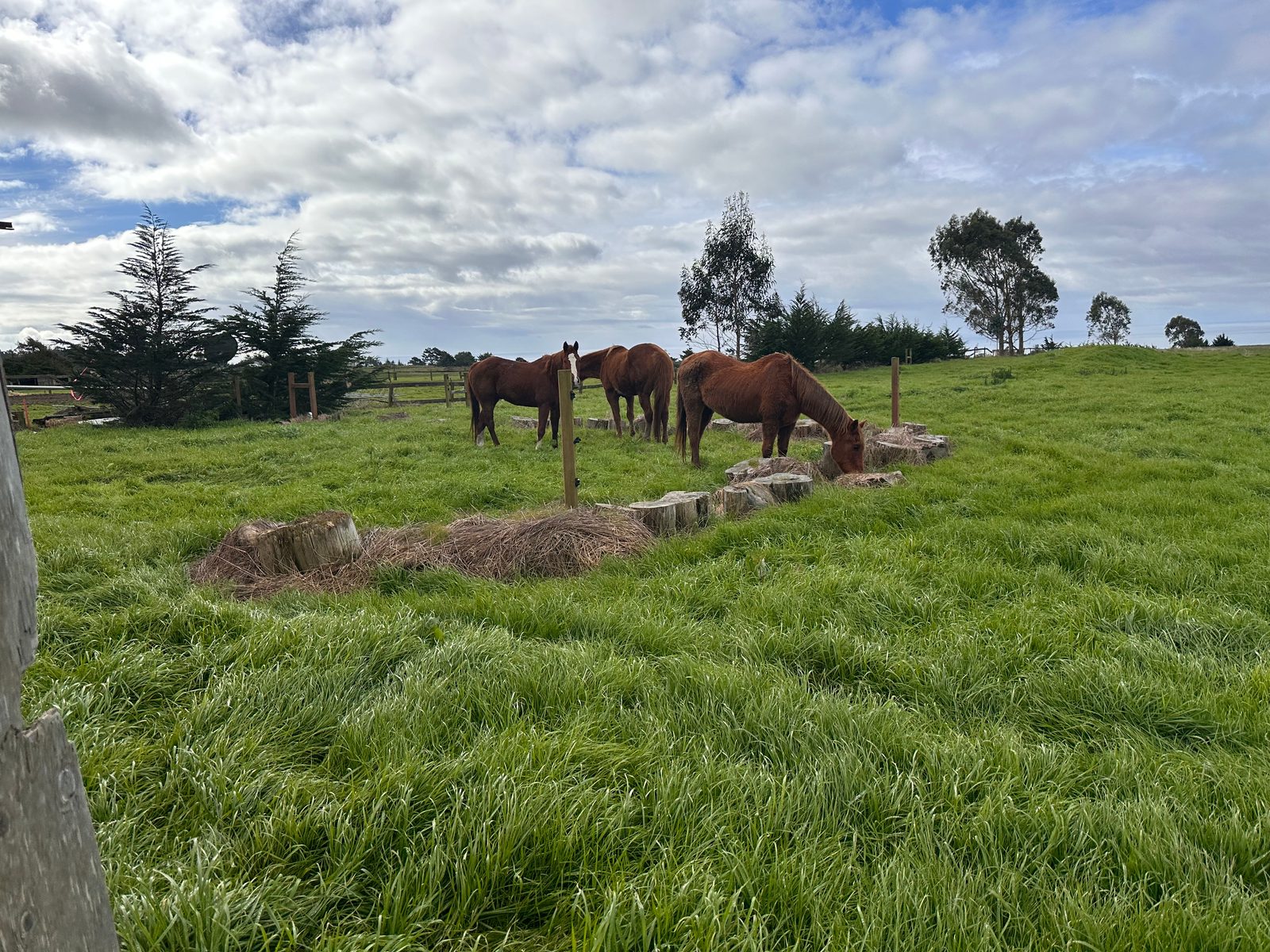 Pastoral Countryside — California