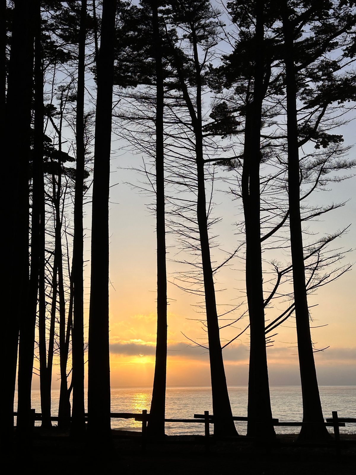 Coastal Sunset Through the Pines